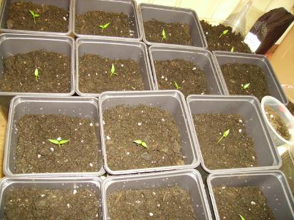 California Wonder Sweet pepper Seedlings 13 days old